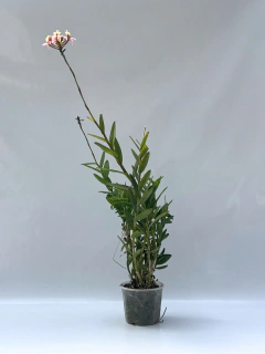 Epidendrum - comprar online