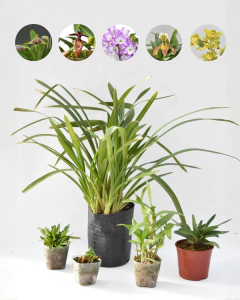 Mi Primera Colección de Orquídeas - Ogata Orquideas