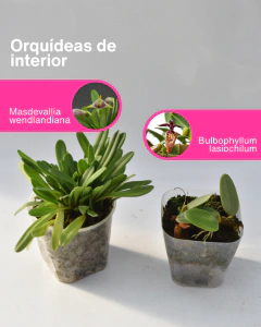 Mi Primera Colección de Orquídeas en internet