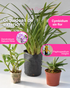 Mi Primera Colección de Orquídeas - comprar online