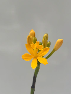 Epidendrum - comprar online