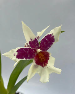 Aliceara Tahoma Glacier - comprar online