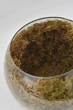 Imagen de Phalaenopsis Rosa Simple