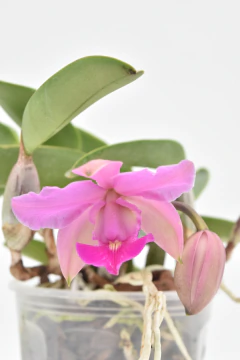 Cattleya - comprar online