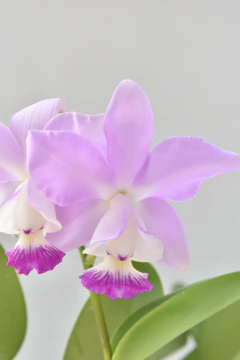 Cattleya - comprar online