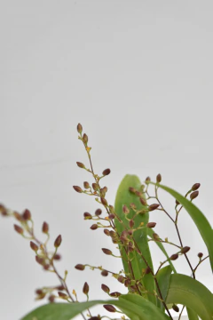 Oncidium Twinkle rojo - comprar online