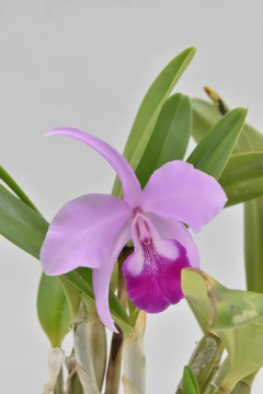 Cattleya - comprar online