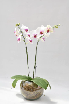 Phalaenopsis Semialba Doble - comprar online