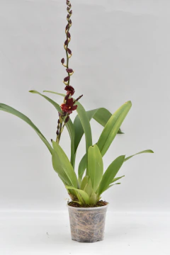 Wilsonara - comprar online