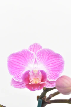 Phalaenopsis MIDI - comprar online