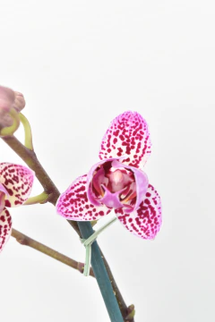 Phalaenopsis MIDI - comprar online