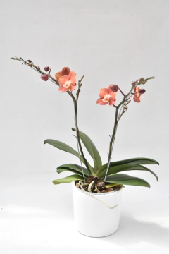 Phalaenopsis Naranja oscuro Doble en internet