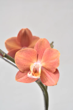 Phalaenopsis Naranja oscuro Doble - Ogata Orquideas