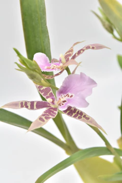 Miltonia - comprar online