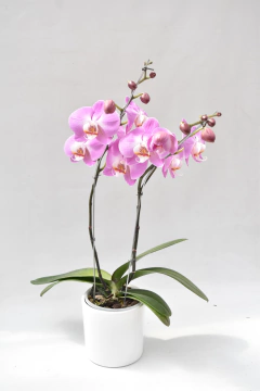 Phalaenopsis Rosa Doble en internet
