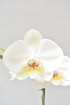 Phalaenopsis Blanca Doble - Ogata Orquideas