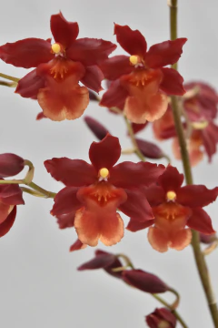 Oncidium - comprar online