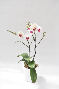 Phalaenopsis Semialba Doble en internet