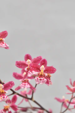 Oncidium Rosado - comprar online