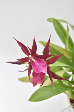 Miltassia Royal Robe - comprar online