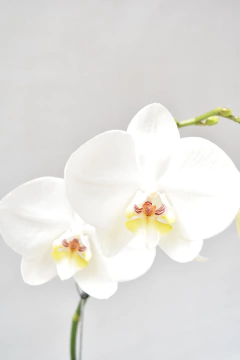 Phalaenopsis Blanca - Ogata Orquideas