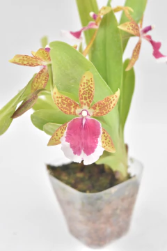 Miltonidium Peter Komp - comprar online