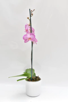 Phalaenopsis Veteada Simple - tienda online