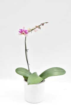 Phalaenopsis Simple - Ogata Orquideas