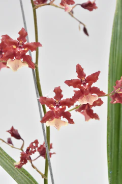 Oncidium Sharry Baby bicolor - comprar online