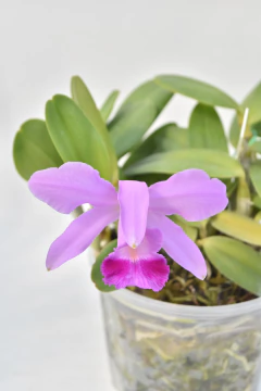 Cattleya - comprar online