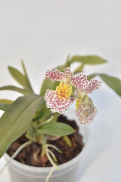 Rodisidium Red Panther - comprar online