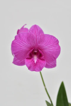 Dendrobium Phalaenopsis - comprar online