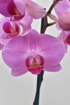 Phalaenopsis Rosa doble - comprar online