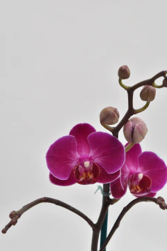 Phalaenopsis fuscia MIDI - comprar online