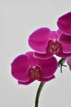 Phalaenopsis simple - comprar online