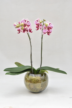 Phalaenopsis Veteada Doble en internet