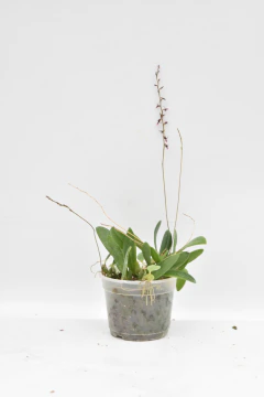 Bulbophyllum saltatorium - comprar online