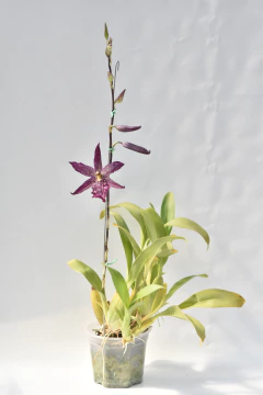 Beallara Marfitch - comprar online