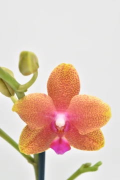 Phalaenopsis MIDI - comprar online