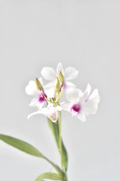 Dendrobium Phalaenopsis - comprar online