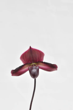 Paphiopedilum - comprar online