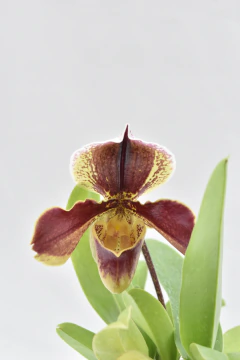 Paphiopedilum - comprar online