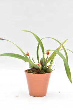 Maxillaria varabilis - comprar online