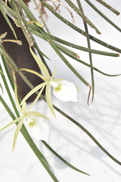 Brassavola tuberculata SIN FLOR en internet