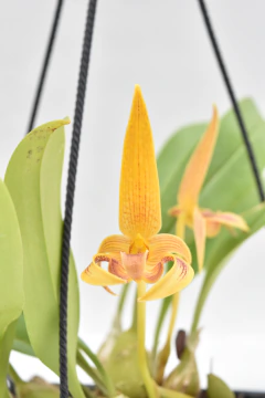 Bulbophyllum lobbi - comprar online