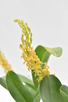 Liparis grossa - comprar online