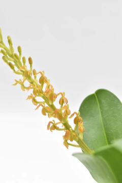 Liparis grossa - comprar online