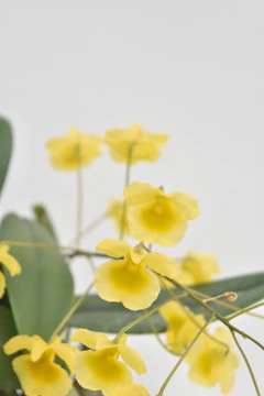 Dendrobium lindleyi - comprar online