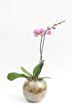 Phalaenopsis simple en internet