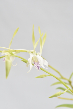 Dendrobium antennatum - comprar online